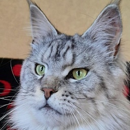 Gatto Fantastico Pepperoni