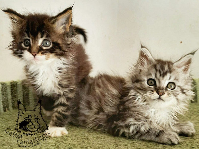 Gatto Fantastico Pepperoni - Кошеня мейн-кун 1 місяць 3,5 тижні