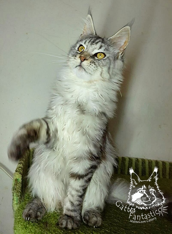 Gatto Fantastico Pepperoni - Кошеня мейн-кун 6 місяців 2,5 тижні