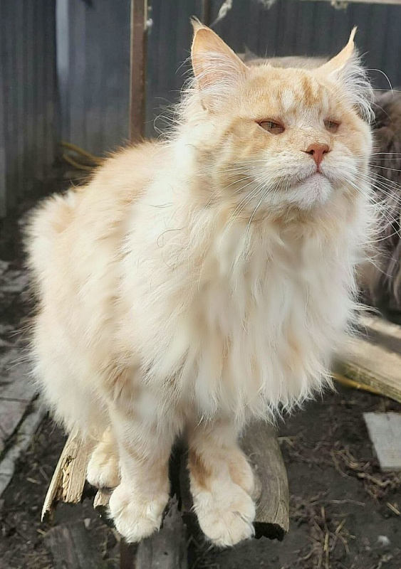 Gatto Fantastico Google - Adult maine-coon 11 months