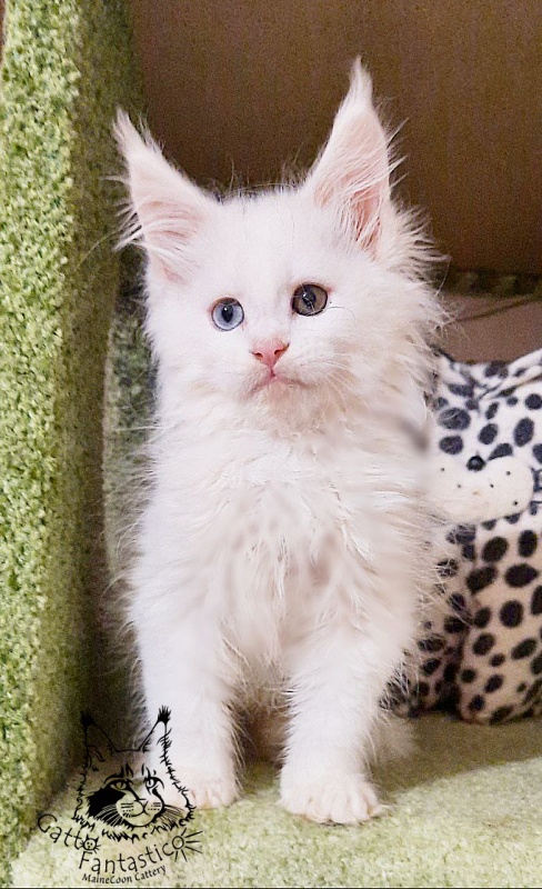 Gatto Fantastico T' Snow Queen - Кошеня мейн-кун 2 місяця 0,5 тижнів