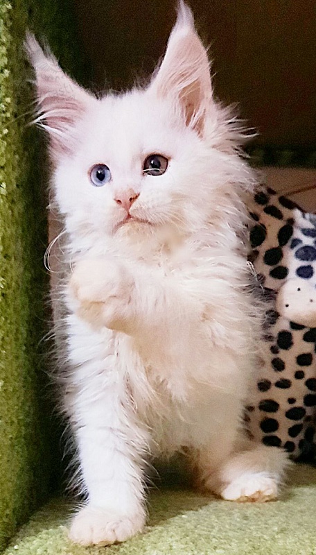 Gatto Fantastico T' Snow Queen - Кошеня мейн-кун 2 місяця 0,5 тижнів