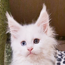 Gatto Fantastico T' Snow Queen