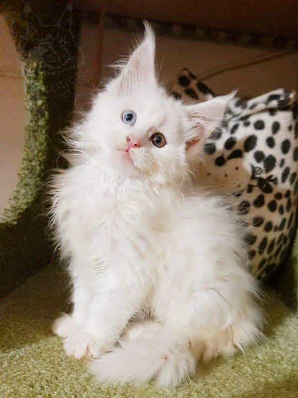 Gatto Fantastico T' Snow Queen - Кошеня мейн-кун 2 місяця 0,5 тижнів