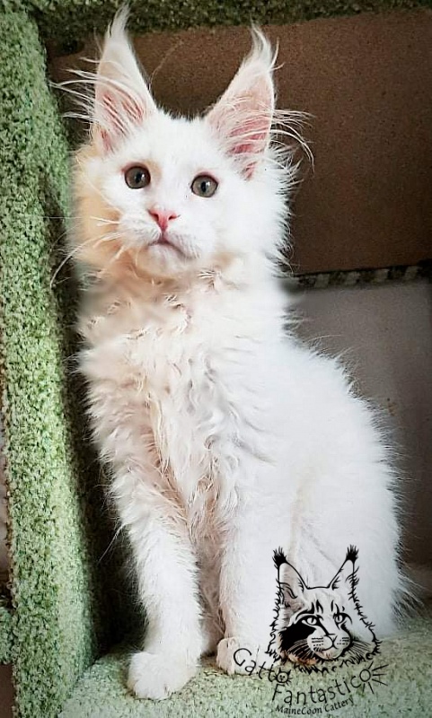 Gatto Fantastico Ulysses Grantovich - Kitten maine-coon 3 months 1.5 week