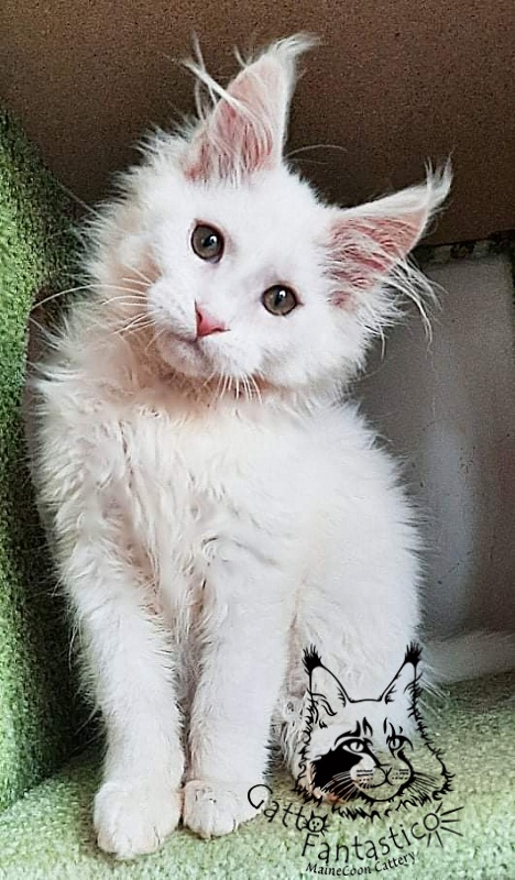 Gatto Fantastico Ulysses Grantovich - Kitten maine-coon 3 months 1.5 week