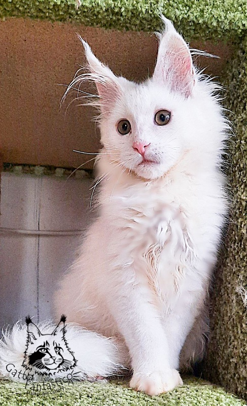 Gatto Fantastico Ulysses Grantovich - Kitten maine-coon 3 months 3 weeks