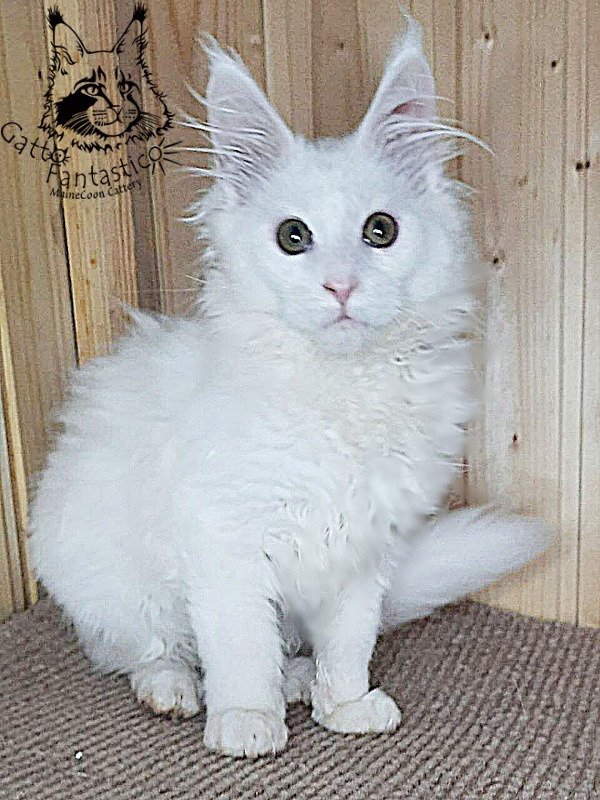 Gatto Fantastico Ulysses Grantovich - Kitten maine-coon 3 months 2.5 weeks