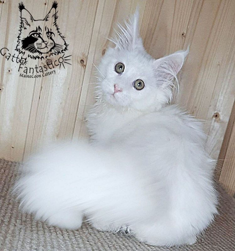 Gatto Fantastico Ulysses Grantovich - Kitten maine-coon 3 months 2.5 weeks