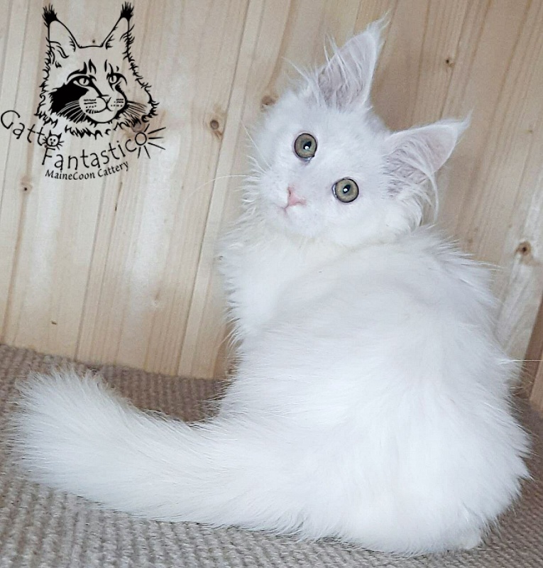 Gatto Fantastico Ulysses Grantovich - Kitten maine-coon 3 months 2.5 weeks