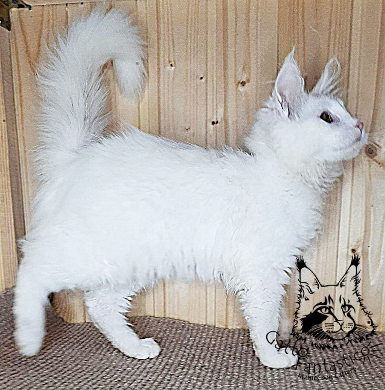 Gatto Fantastico Ulysses Grantovich - Kitten maine-coon 3 months 2.5 weeks