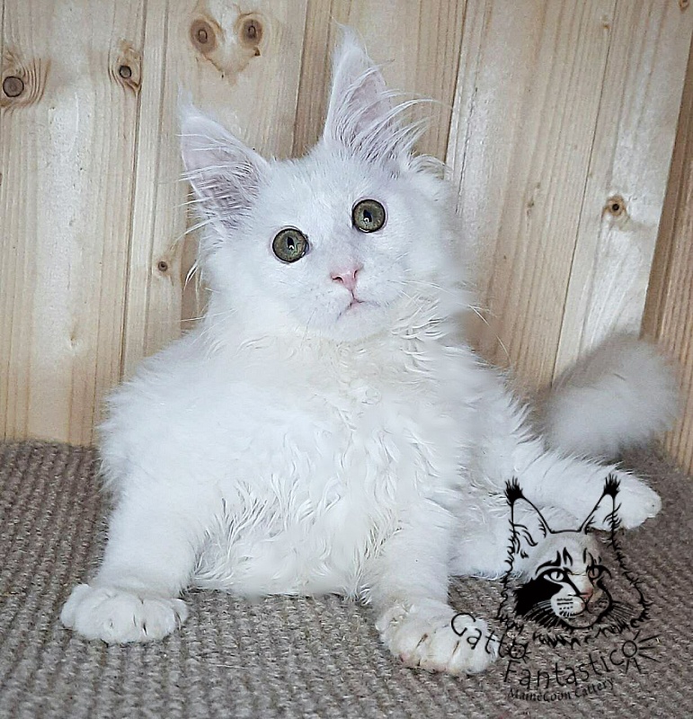 Gatto Fantastico Ulysses Grantovich - Kitten maine-coon 3 months 2.5 weeks