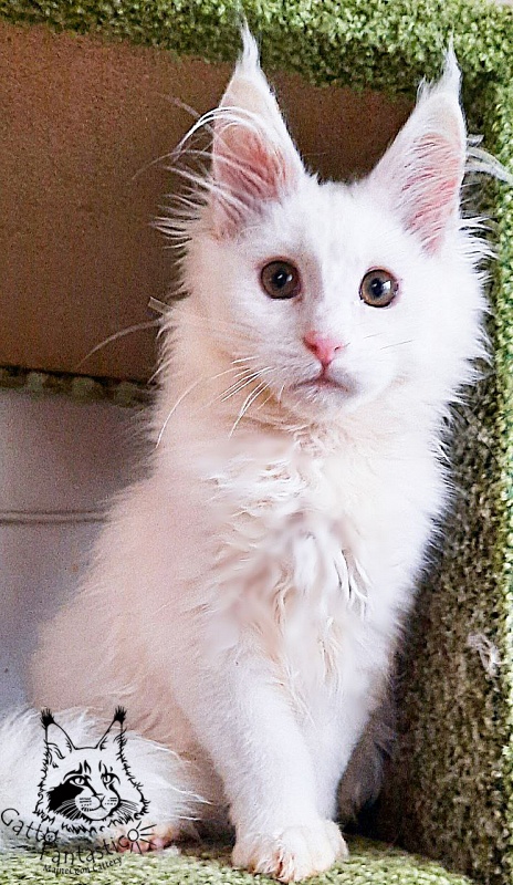 Gatto Fantastico Ulysses Grantovich - Kitten maine-coon 3 months 3 weeks