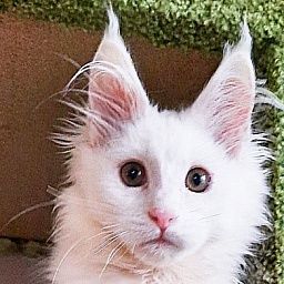 Gatto Fantastico Ulysses Grantovich