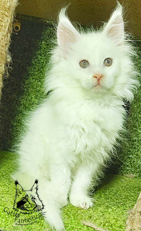 Gatto Fantastico Ulysses Grantovich - Kitten maine-coon 2 months 1 week