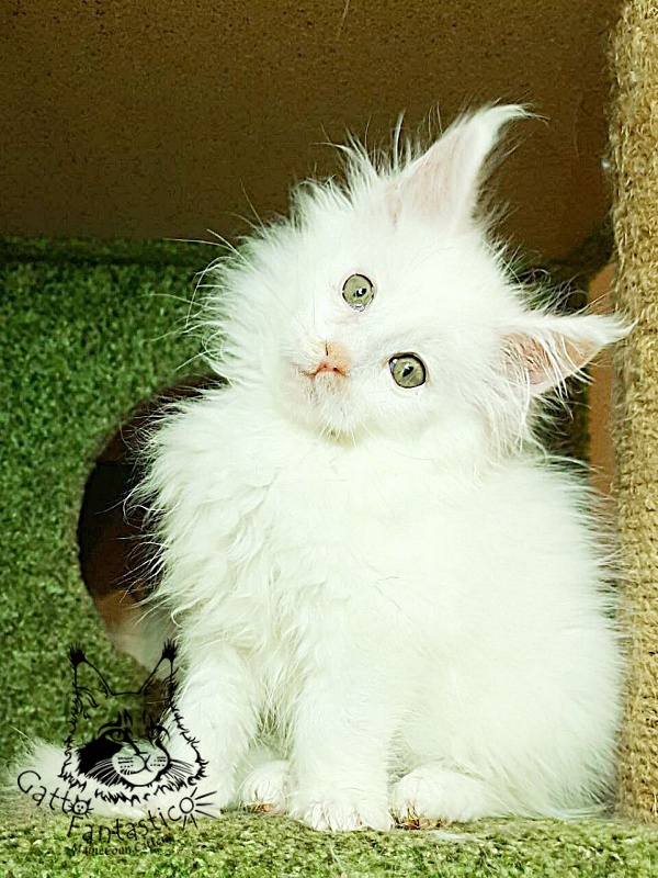 Gatto Fantastico Ulysses Grantovich - Kitten maine-coon 2 months 1 week