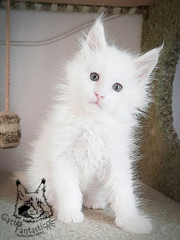 Gatto Fantastico Ulysses Grantovich - maine-coon