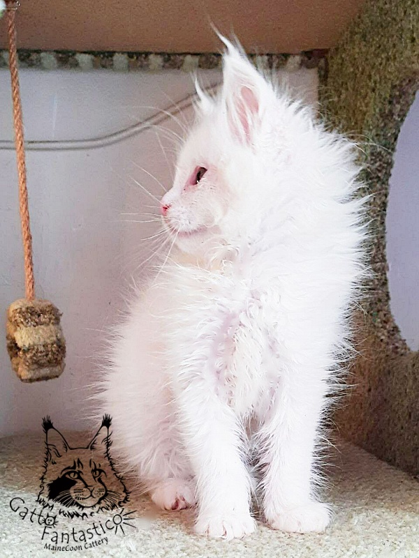 Gatto Fantastico Ulysses Grantovich - maine-coon