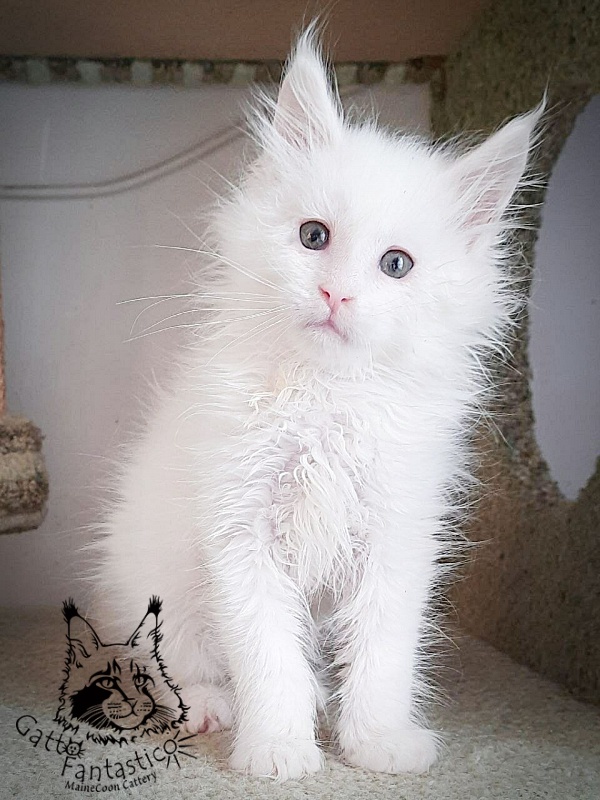 Gatto Fantastico Ulysses Grantovich - maine-coon