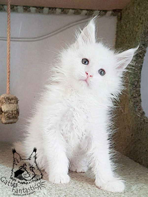 Gatto Fantastico Ulysses Grantovich - maine-coon