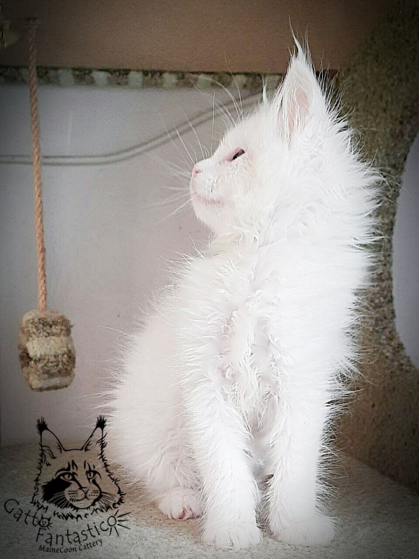 Gatto Fantastico Ulysses Grantovich - maine-coon