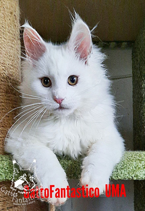 Gatto Fantastico Uma - Kitten maine-coon 3 months 3 weeks