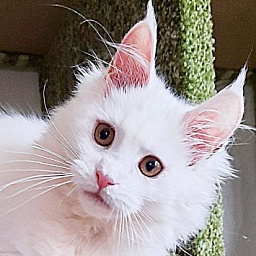 Gatto Fantastico Uma