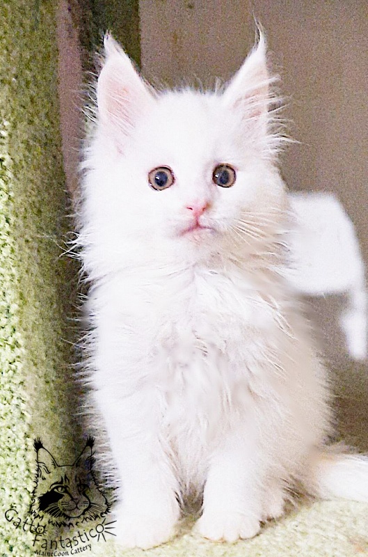 Gatto Fantastico Uma - Kitten maine-coon 2 months 0.5 weeks