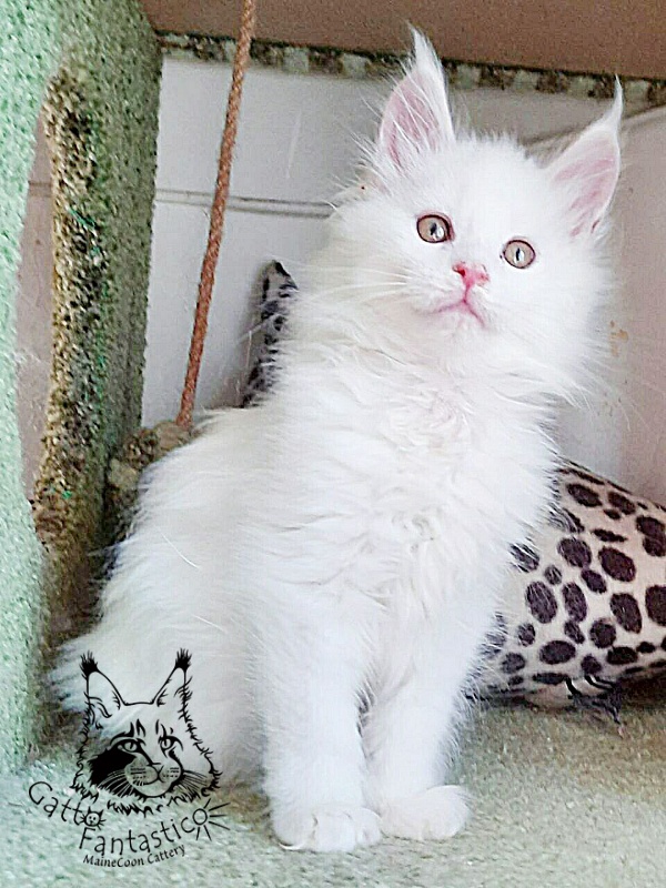 Gatto Fantastico Uma - Kitten maine-coon 2 months 1 week
