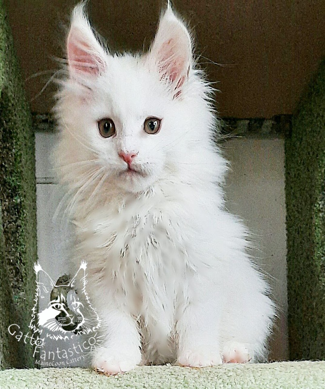 Gatto Fantastico Uma - Kitten maine-coon 2 months 2.5 weeks