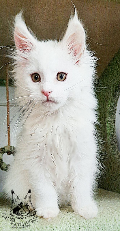 Gatto Fantastico Uma - Kitten maine-coon 2 months 2.5 weeks