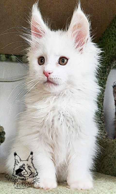 Gatto Fantastico Uma - Kitten maine-coon 2 months 2.5 weeks