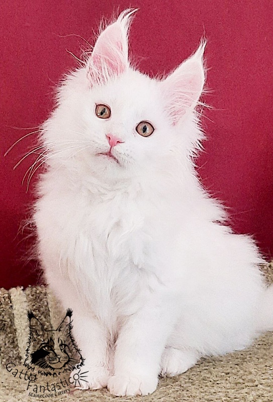 Gatto Fantastico Uma - Kitten maine-coon 3 months