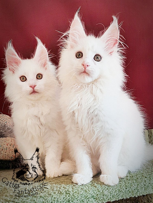Gatto Fantastico Uma - Kitten maine-coon 3 months