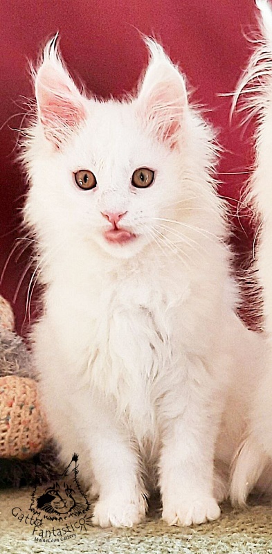 Gatto Fantastico Uma - Kitten maine-coon 3 months
