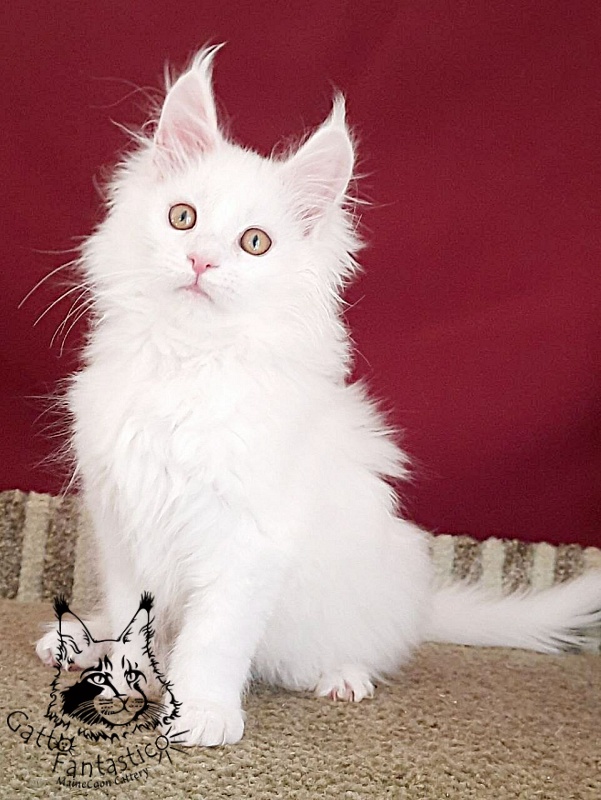 Gatto Fantastico Uma - Kitten maine-coon 3 months