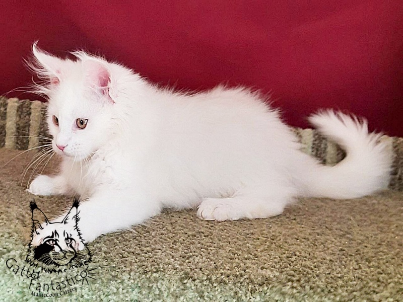 Gatto Fantastico Uma - Kitten maine-coon 3 months