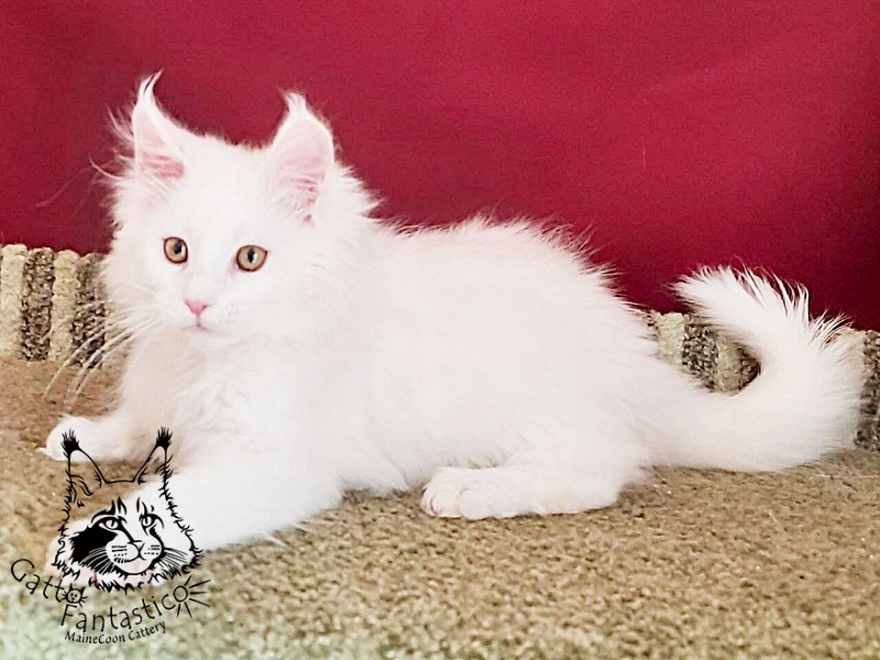 Gatto Fantastico Uma - Kitten maine-coon 3 months
