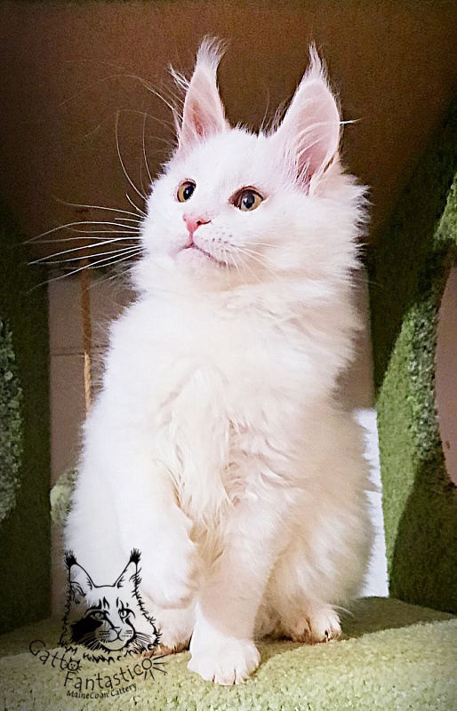 Gatto Fantastico Uma - Kitten maine-coon 3 months 1 week