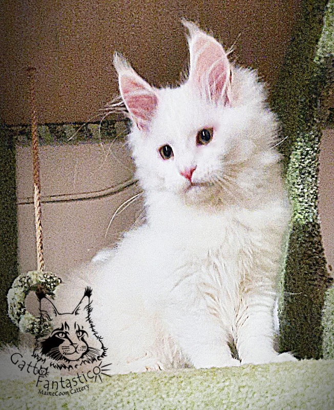 Gatto Fantastico Uma - Kitten maine-coon 3 months 1 week