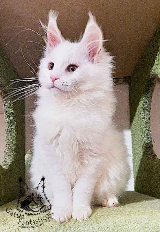 Gatto Fantastico Uma - Kitten maine-coon 3 months 1 week