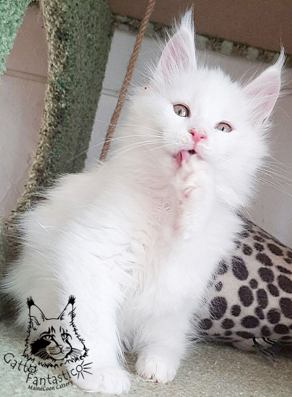 Gatto Fantastico Uma - Kitten maine-coon 2 months 1 week