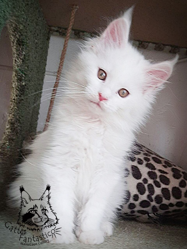 Gatto Fantastico Uma - Kitten maine-coon 2 months 1 week