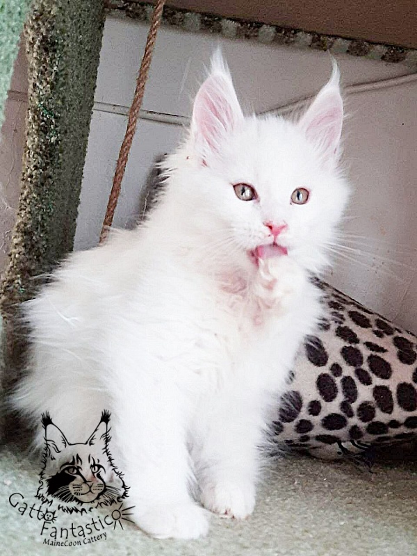 Gatto Fantastico Uma - Kitten maine-coon 2 months 1 week