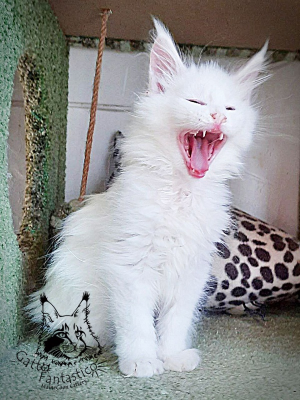Gatto Fantastico Uma - Kitten maine-coon 2 months 1 week