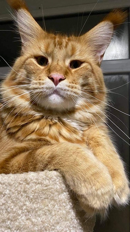 Gatto Fantastico Yuppie - мейн-кун
