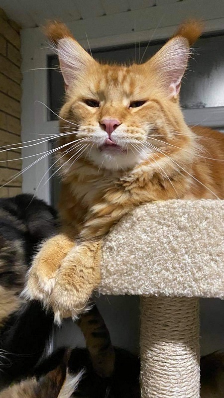 Gatto Fantastico Yuppie - мейн-кун