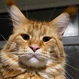 Gatto Fantastico Yuppie