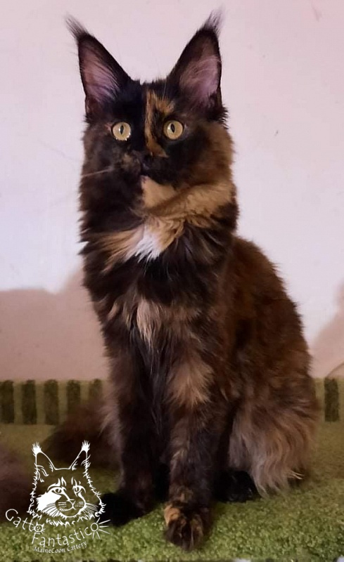Allure Coon Cleopatra - Kitten maine-coon 6 months 2.5 weeks