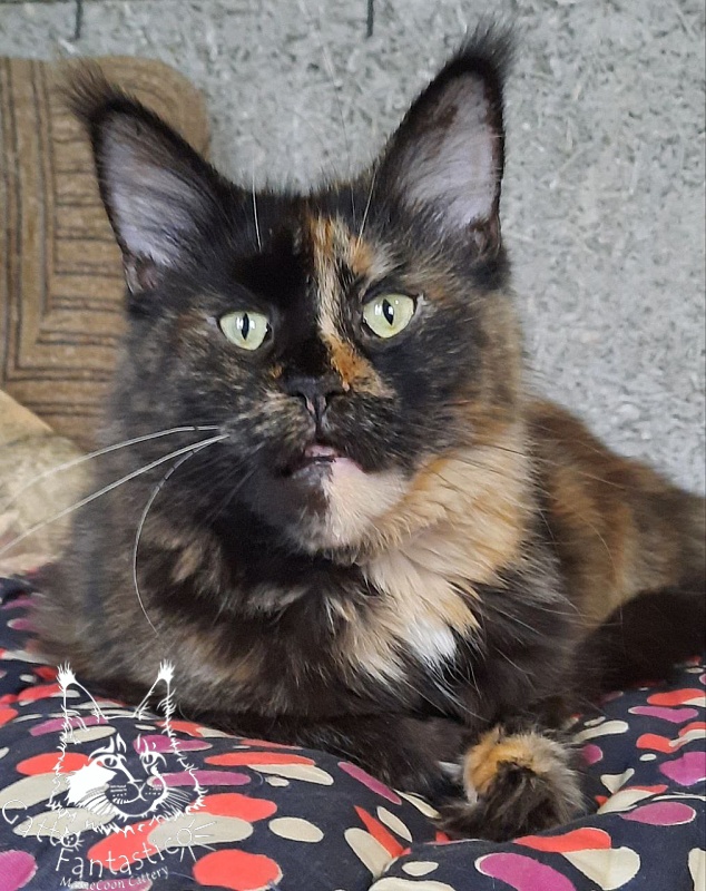 Allure Coon Cleopatra - Adult maine-coon 1 year 7.5 months